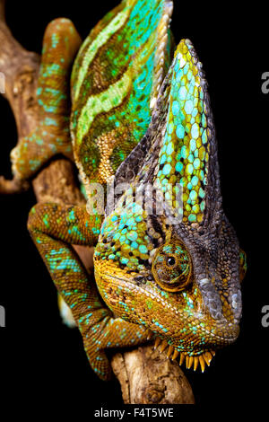 Un caméléon voilée marchant lentement sur une branche isolée sur un fond arrière Banque D'Images