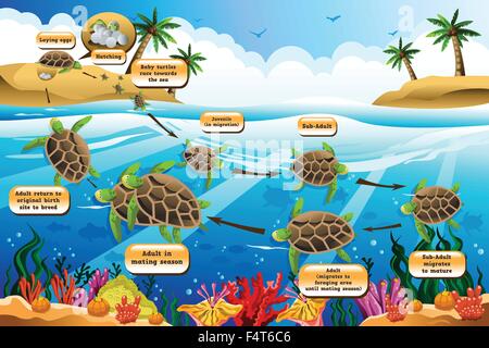 Un vecteur illustration du cycle de vie de la tortue de mer Illustration de Vecteur