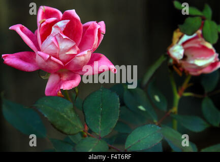 Une rose d’automne. Banque D'Images