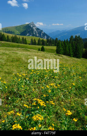 Alp Palfries avec Tschuggen, Saint-Gall, Suisse Banque D'Images