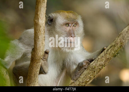 Langschwanzmakak Krabbenesser Javaneraffe,,, le crabe-eating macaque à longue queue, le macaque, Macaca fascicularis Banque D'Images