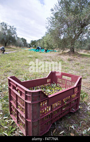 Panier olives dans une oliveraie durant la récolte des olives en Italie Banque D'Images