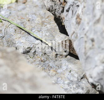 Serpent d'eau, à une fissure dans la roche. Banque D'Images