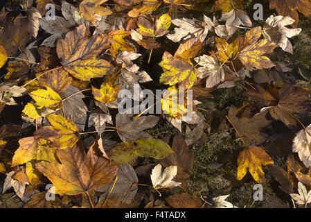 Les feuilles d'or flottant sur une journée d'automne Banque D'Images