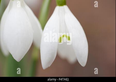 Closeup détail d'une fleur blanche snowdrop Galanthus nivalis Banque D'Images