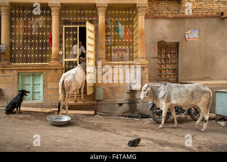 L'Asie, l'Inde, Rajasthan, Jaisalmer, l'homme se nourrir les vaches en vieille ville Banque D'Images