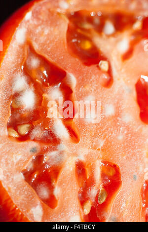 Close-up de moisissure sur cutted unfresh tomate. Banque D'Images