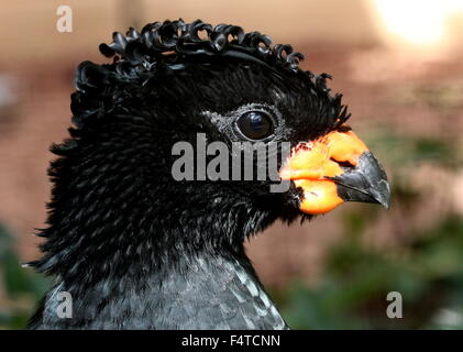 Hommes sud-américain bec rouge ou rouge Curassow bulbés (Crax blumenbachii), originaire de l'Atlantique du Brésil, les forêts de plaine Banque D'Images