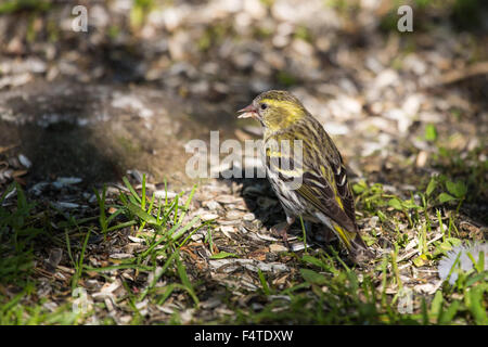 Tarin des pins Tarin des pins, commune, Carduelis spinus, Europe, Finlande, nord, Martinselkonen, nature, Scandinavie, les animaux, d'oiseaux, des oiseaux sauvages, Banque D'Images