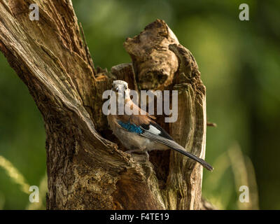 Eurasian Jay représenté perché sur une vieille souche d'arbre en bois délabrées, baigné de soleil en début de soirée. Banque D'Images