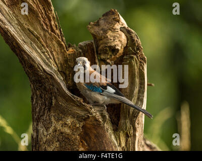 Eurasian Jay représenté perché sur une vieille souche d'arbre en bois délabrées, baigné de soleil en début de soirée. Banque D'Images