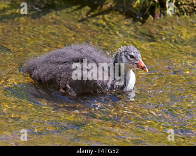 Foulque chick natation Banque D'Images