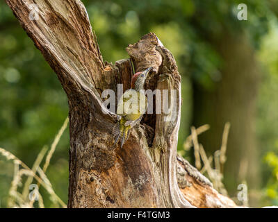 Pic Vert Européen juvénile (Picus viridis) en quête de bois naturel à la campagne. Beau, unique. Banque D'Images