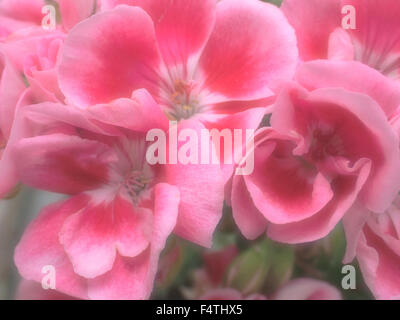 Fleur, doucement, géranium, Pélargonium, plante, rouge, Banque D'Images