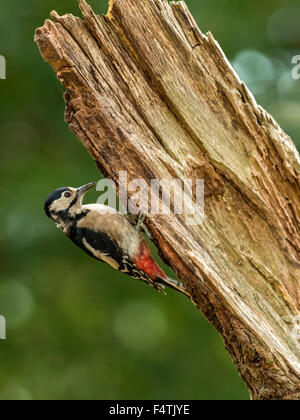 Great Spotted Woodpecker (Dendrocopos major) de nourriture dans un cadre boisé naturel. 'Isolées, en équilibre sur une branche en bois' Banque D'Images