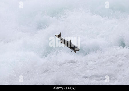 Le saumon quinnat d'essayer de sauter jusqu'Bailey's, chute rapidement en cascade dans le parc provincial Wells Gray, British Columbia, Canada. Banque D'Images