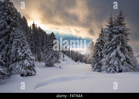 Voir, vista, Rigi bain froid, en Suisse, dans le canton de Lucerne, bois, forêt, hiver, matin, l'humeur, les nuages Banque D'Images