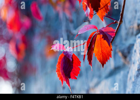 Automne rouge feuilles de lierre sur le mur de pierre. Banque D'Images