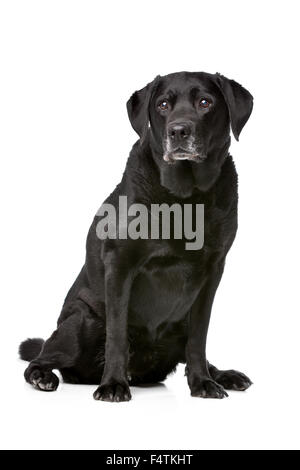 Onze ans Labrador noir devant un fond blanc Banque D'Images