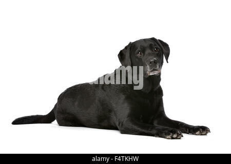 Onze ans Labrador noir devant un fond blanc Banque D'Images