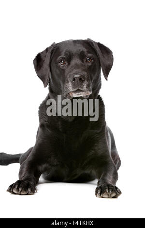 Onze ans Labrador noir devant un fond blanc Banque D'Images