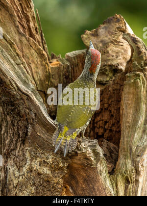 Pic Vert Européen juvénile (Picus viridis) en quête de bois naturel à la campagne. Beau, unique. Banque D'Images