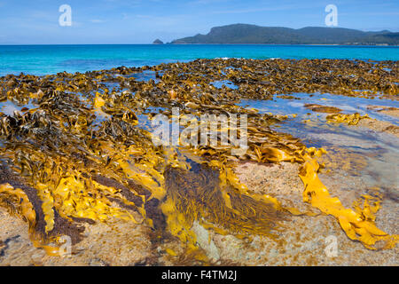 Adventure Bay, Australie, Tasmanie, Bruny Island, mer, côte, d'algues Banque D'Images