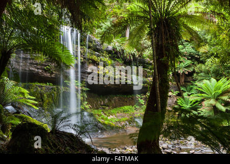 Russell Falls, l'Australie, la Tasmanie, Mount Field, parc national, cascade, arbres de fougère Banque D'Images