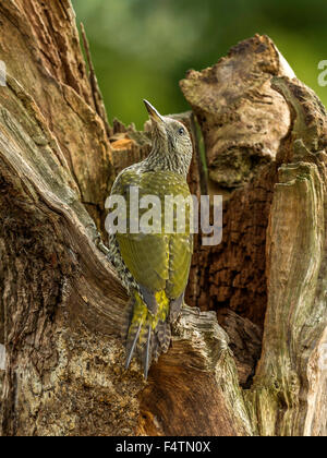 Pic Vert Européen juvénile (Picus viridis) en quête de bois naturel à la campagne. Beau, unique. Banque D'Images