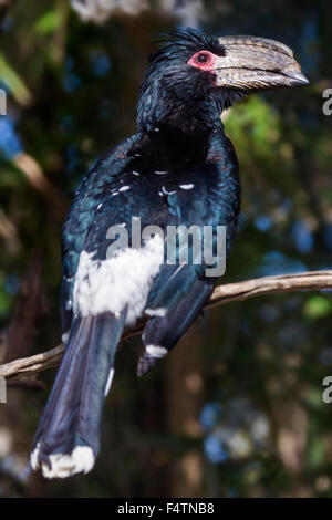 Calao trompette, Bycanistes bucinator, oiseau Banque D'Images