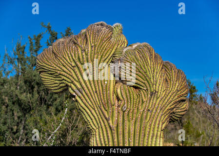 Cormoran à cristate saguaro cactus, Arizona, USA, Amérique, saguaro, cactus, USA, Amérique latine, la nature Banque D'Images