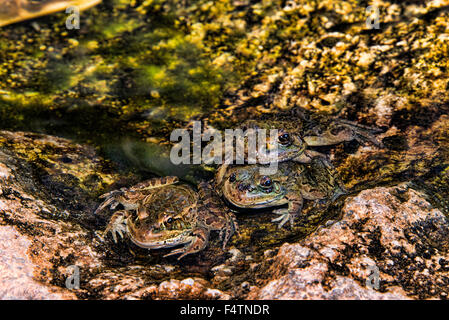 La grenouille léopard Rana, plaine, lithobates, yavapaiensis, grenouille, animal Banque D'Images