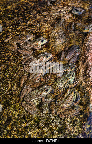 La grenouille léopard Rana, plaine, lithobates, yavapaiensis, grenouille, animal Banque D'Images