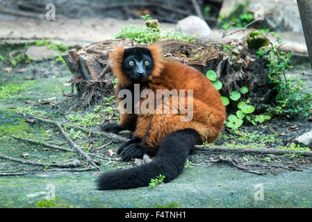 La gélinotte rouge, le Varecia rubra lémuriens, lemur, animal Banque D'Images