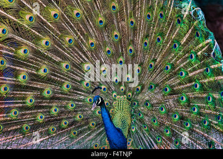Homme, Peacock, paons indiens, pavo cristatus, oiseau Banque D'Images