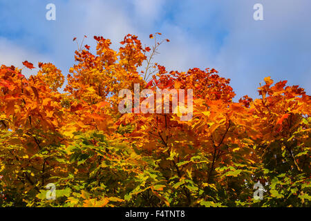 Cardiff, Wales, UK. 22 octobre, 2015. Météo France : le 22 octobre 2015. Platanes à St Mellons, Cardiff montrant leurs spectaculaires couleurs automnales. Crédit : Chris Stevenson/Alamy Live News Banque D'Images