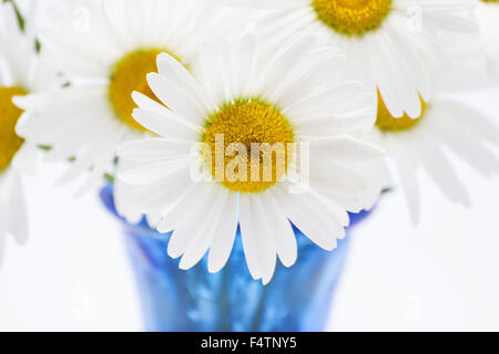 Les marguerites blanches ( Bellis perennis) dans un vase bleu sur fond blanc Banque D'Images