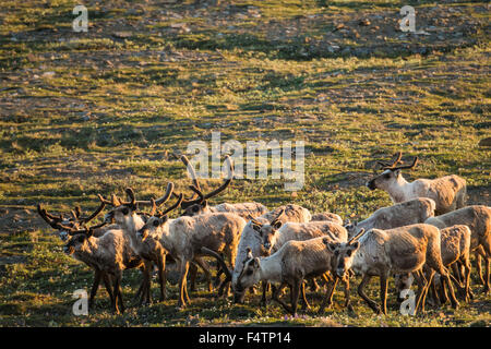 Les caribous de l'Arctique de l'ouest, le caribou, Rangifer tarandus, troupeau, réserve nationale de pétrole, pétrole, Alaska, USA, Amérique latine, r Banque D'Images