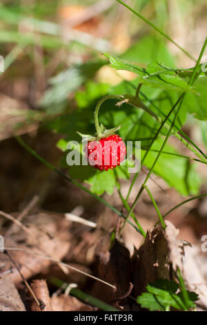 Bush fraises sauvages avec les baies mûres et feuilles vertes close-up, forêt en arrière-plan Banque D'Images