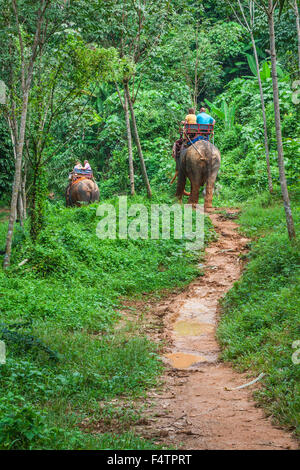 Elephant trekking à travers jungle dans le Nord de la Thaïlande Banque D'Images