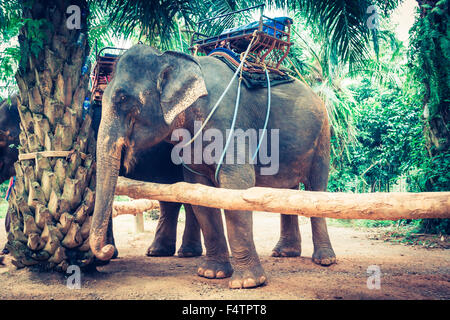 L'éléphant d'Asie en Thaïlande Banque D'Images