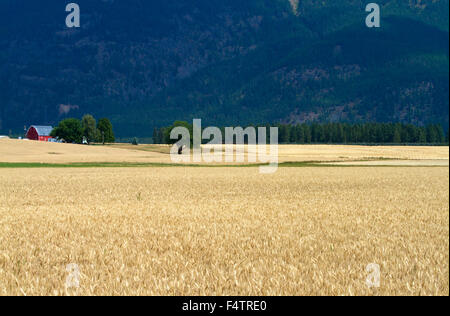 Champ de blé mûr près de Kalispell, Montana, USA. Banque D'Images