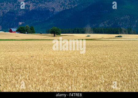 Champ de blé mûr près de Kalispell, Montana, USA. Banque D'Images