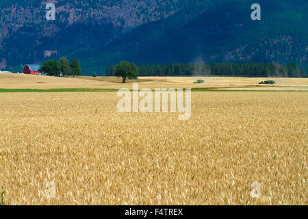 Champ de blé mûr près de Kalispell, Montana, USA. Banque D'Images