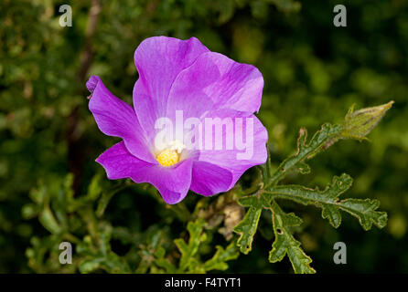 Fleur pourpre et vert Alyogyne huegelii de feuilles, de fleurs sauvages indigènes de l'Australie, de l'hibiscus à l'état sauvage sur fond sombre Banque D'Images