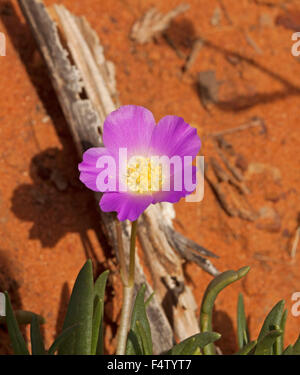 Fleur mauve rose vif / blanc crème avec centre de Calandrinia, balonensis parakeelya, contre terre rouge de l'outback australien Banque D'Images