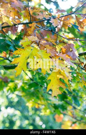 Quercus palustris 'pendula'. Le chêne des feuilles à l'automne changement de couleur. UK Banque D'Images