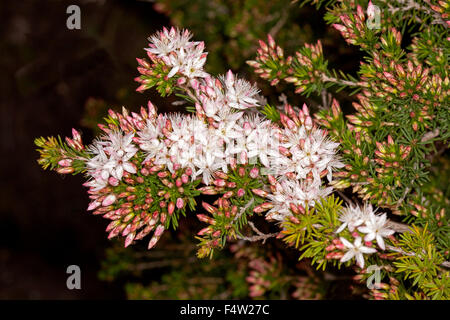 Grappe de blanc / fleurs rose pâle de Calytrix tetragona, fringe fleur avec feuillage, fleurs sauvages de l'Australie sur fond sombre Banque D'Images