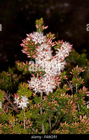 Grappe de blanc / fleurs rose pâle de Calytrix tetragona, fringe fleur avec feuillage, fleurs sauvages de l'Australie sur fond sombre Banque D'Images