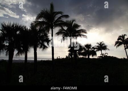 Fort Myers, Floride, USA. 9 Août, 2013. Palmiers en silhouette au coucher du soleil. Les touristes profiter d'une observation des oiseaux et les dauphins excursion en bateau entre les mangroves de la côte du golfe et la faune. Situé le long du golfe du Mexique, à une courte distance en voiture de Fort Myers, Sanibel Island est à juste titre célèbre pour ses couchers de soleil, de phare et de villégiature de luxe. De loin, l'activité la plus populaire est l'artillerie vous pouvez à peine marcher d'un pas sur la plage sans se livrer à la soi-disant ''Sanibel Stoop'' pour chercher des coquillages. © Ruaridh Stewart/ZUMA/Alamy Fil Live News Banque D'Images